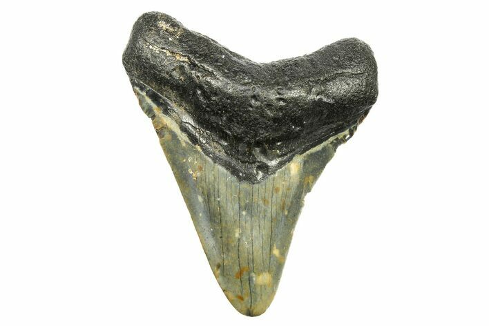 Juvenile Megalodon Tooth - North Carolina #294456